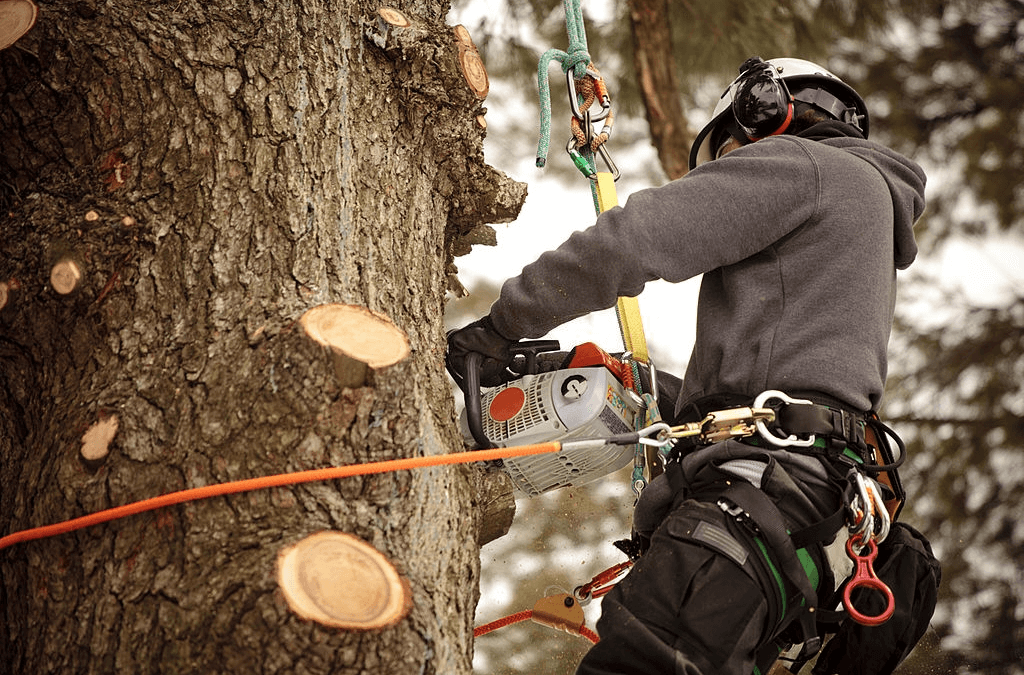 Tree Trimming