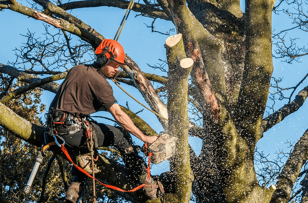 How do you know that it is necessary to remove your tree?