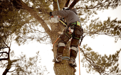 List Of Tools Used In Tree Trimming