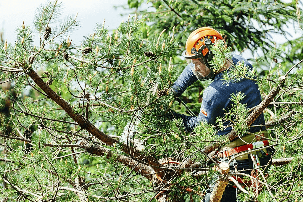 Tree Service