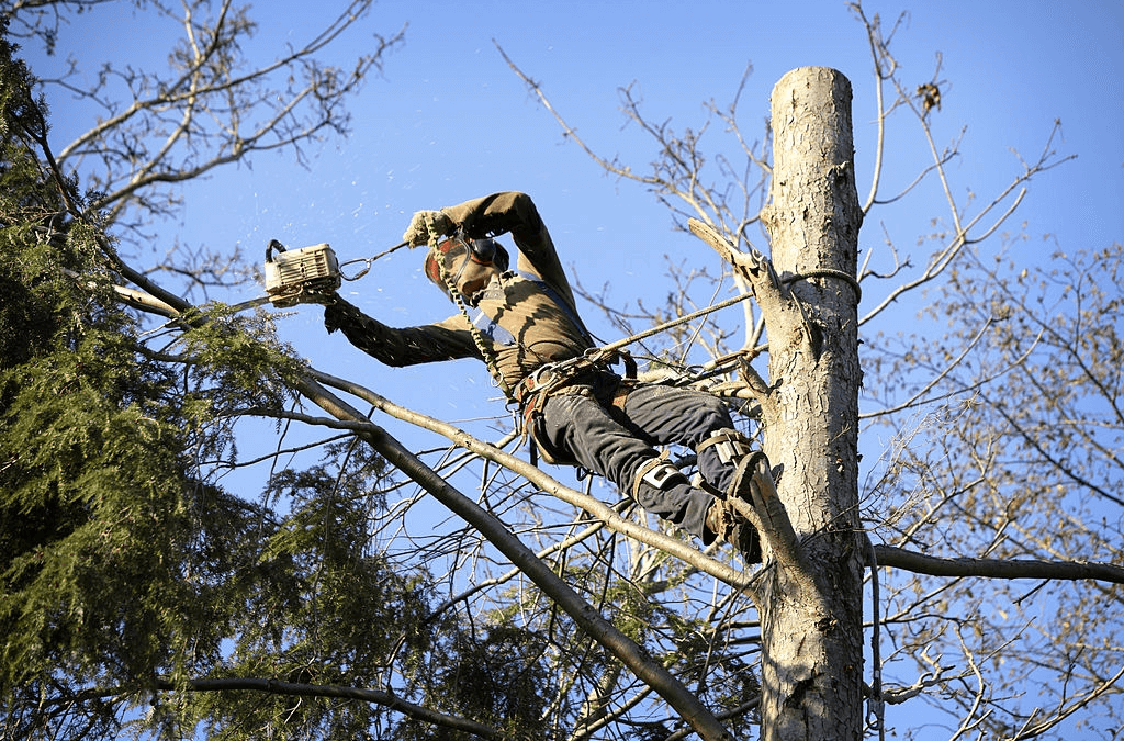 The Reasons For Hiring A Tree Removal Service