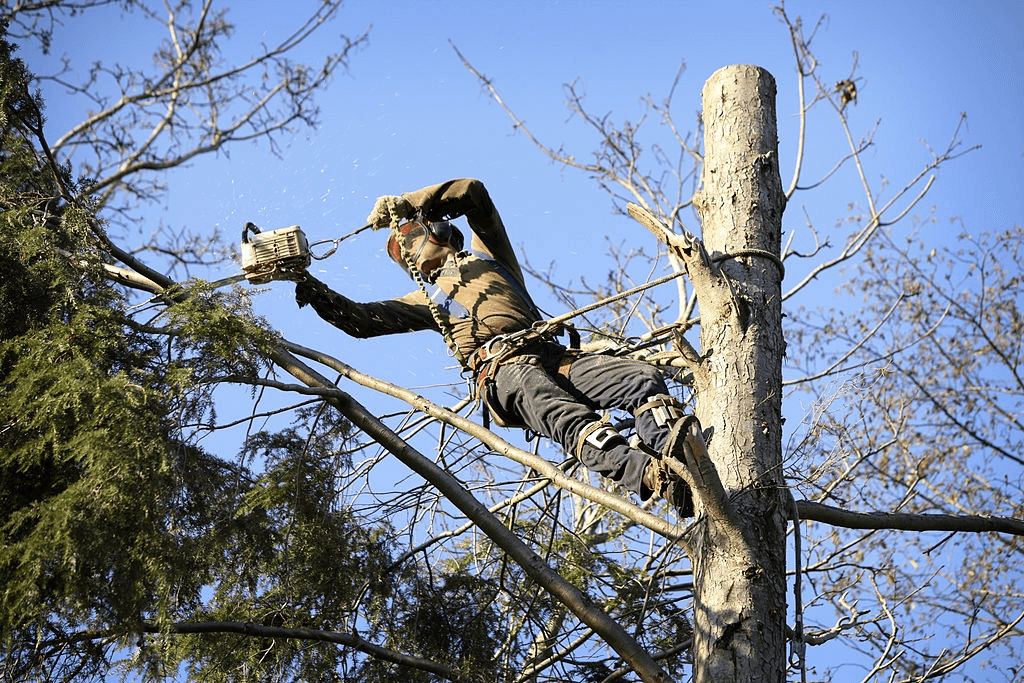 Tree Service