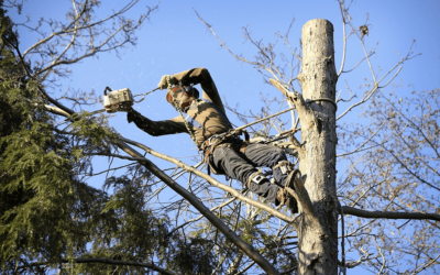 The Reasons For Hiring A Tree Removal Service