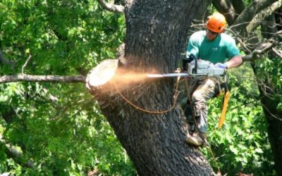 Tree Services: Experts Can Prune, Prevent Disease and Remove