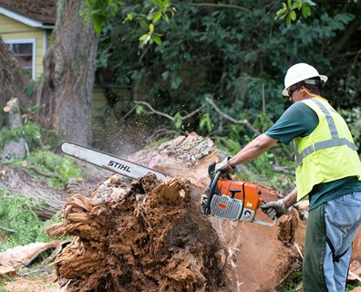 Tree Removal