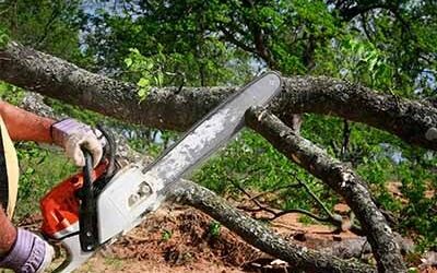 The Basics of Tree Removal