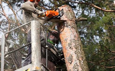 Things to Consider While Hiring Emergency Tree Service