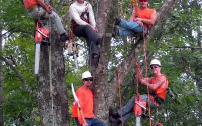 How To Hire Expert Tree Removal Service For Your Home?