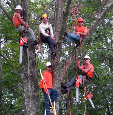 Tree Trimming