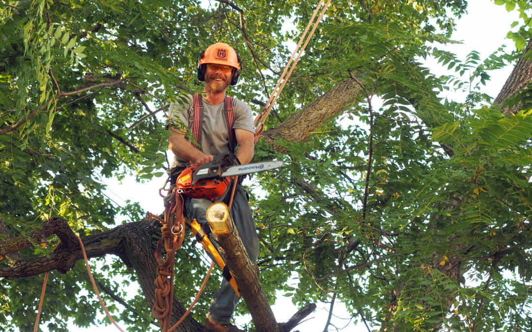 Maintaining a Healthy Young Tree