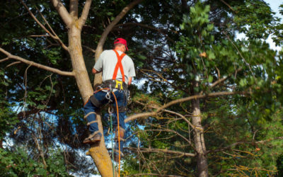 Picking the Best Tree Removal Service Providers