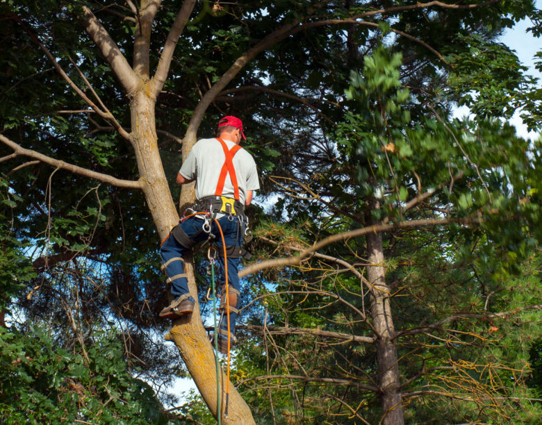 Tree removal