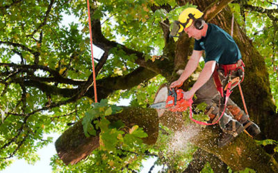 The Obvious Benefits Of Hiring Tree Removal Services