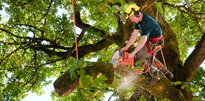 Tree Trimming