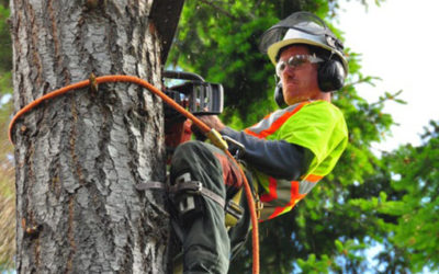 Before You Hire a Tree Service, Know Which Details To Look For