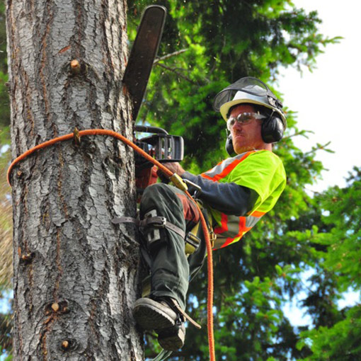 Tree Removal