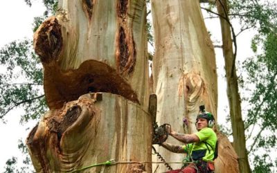 Hiring a Tree Service – When to Pay a Professional?