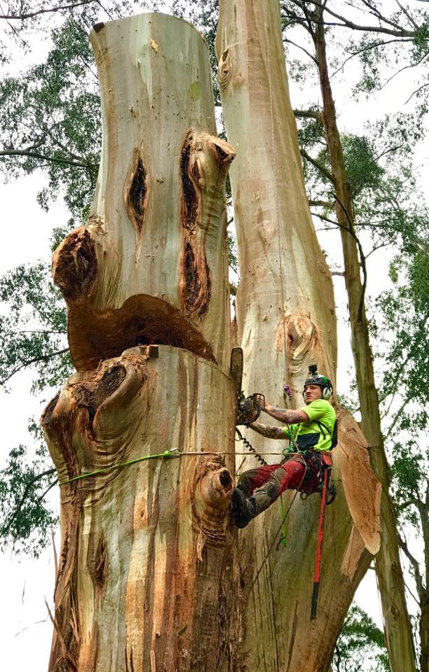 Tree Service