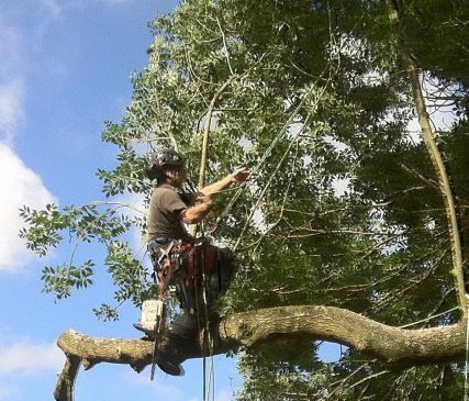 Tree Removal