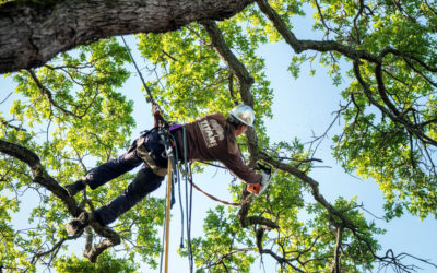 When Should I Call in a Professional Tree Surgeon?