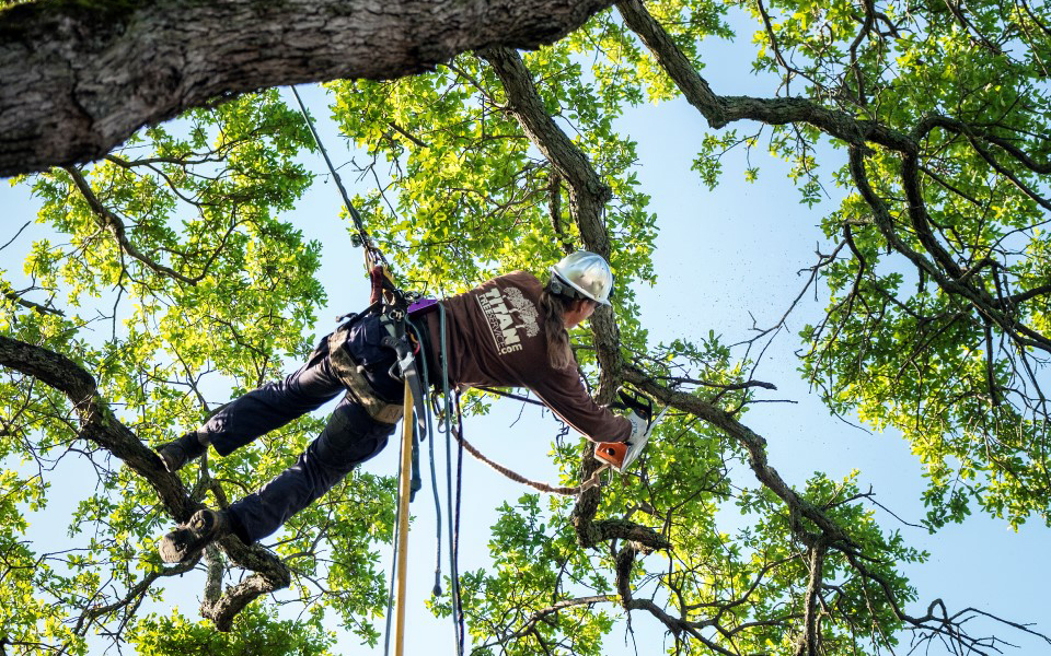 Tree Trimming