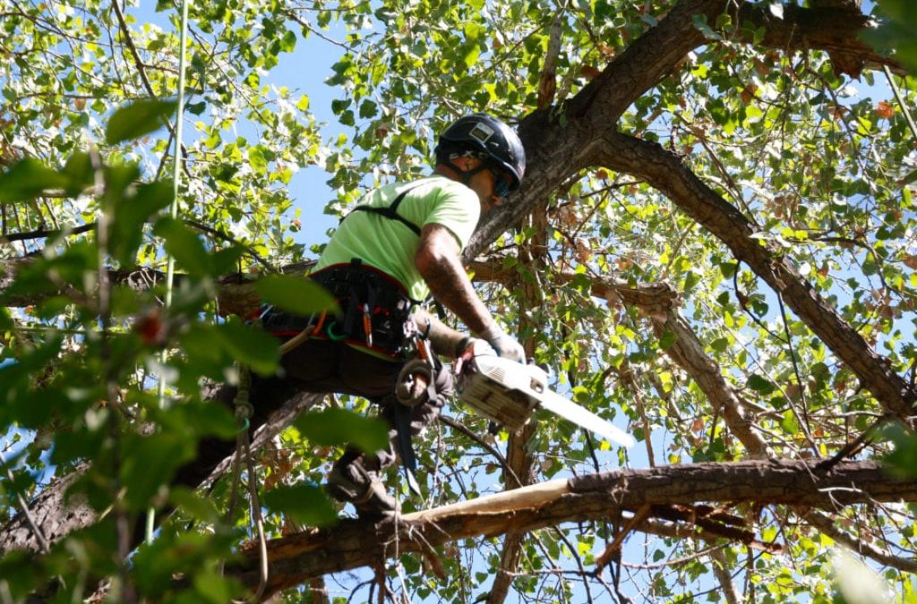 How to Prune a Tree: 8 Tips to Remember