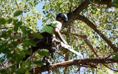 How to Prune a Tree: 8 Tips to Remember