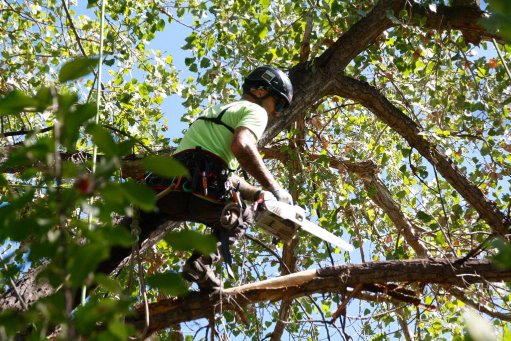 Tree Trimming