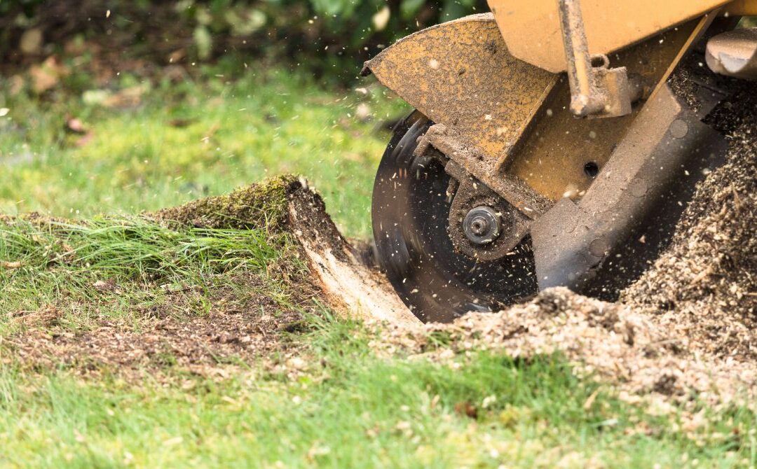 Hiring Stump Grinding Service